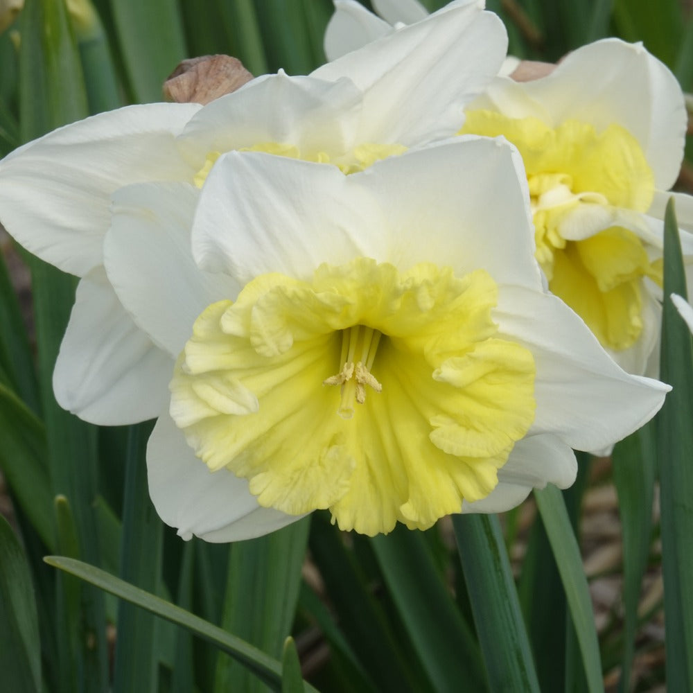 5 Narcisses à grande couronne Ice follies - Narcissus 'ice follies' - Willemse