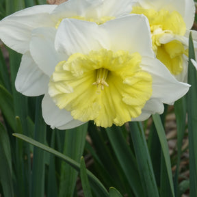 5 Narcisses à grande couronne Ice follies - Narcissus 'ice follies' - Plantes