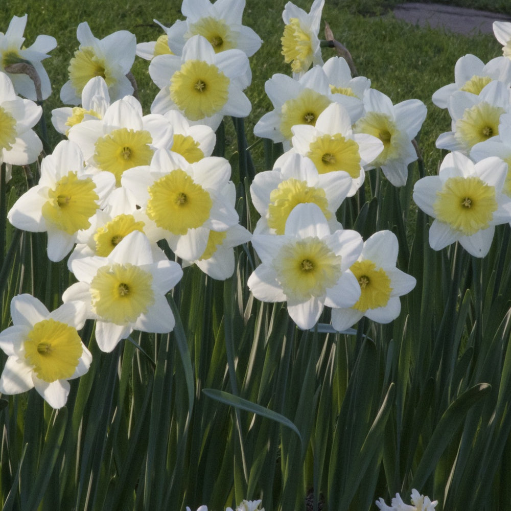 5 Narcisses à grande couronne Ice follies - Narcissus 'ice follies' - Narcisse