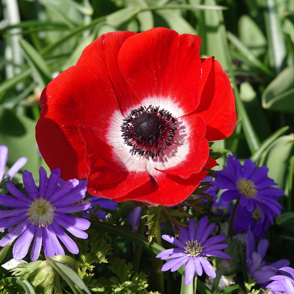 Anémones coronaria rouges - Willemse