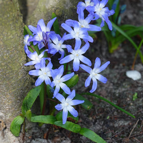 20 Gloire des Neiges 'Forbesii' - Chionodoxa 'forbesii' - Plantes