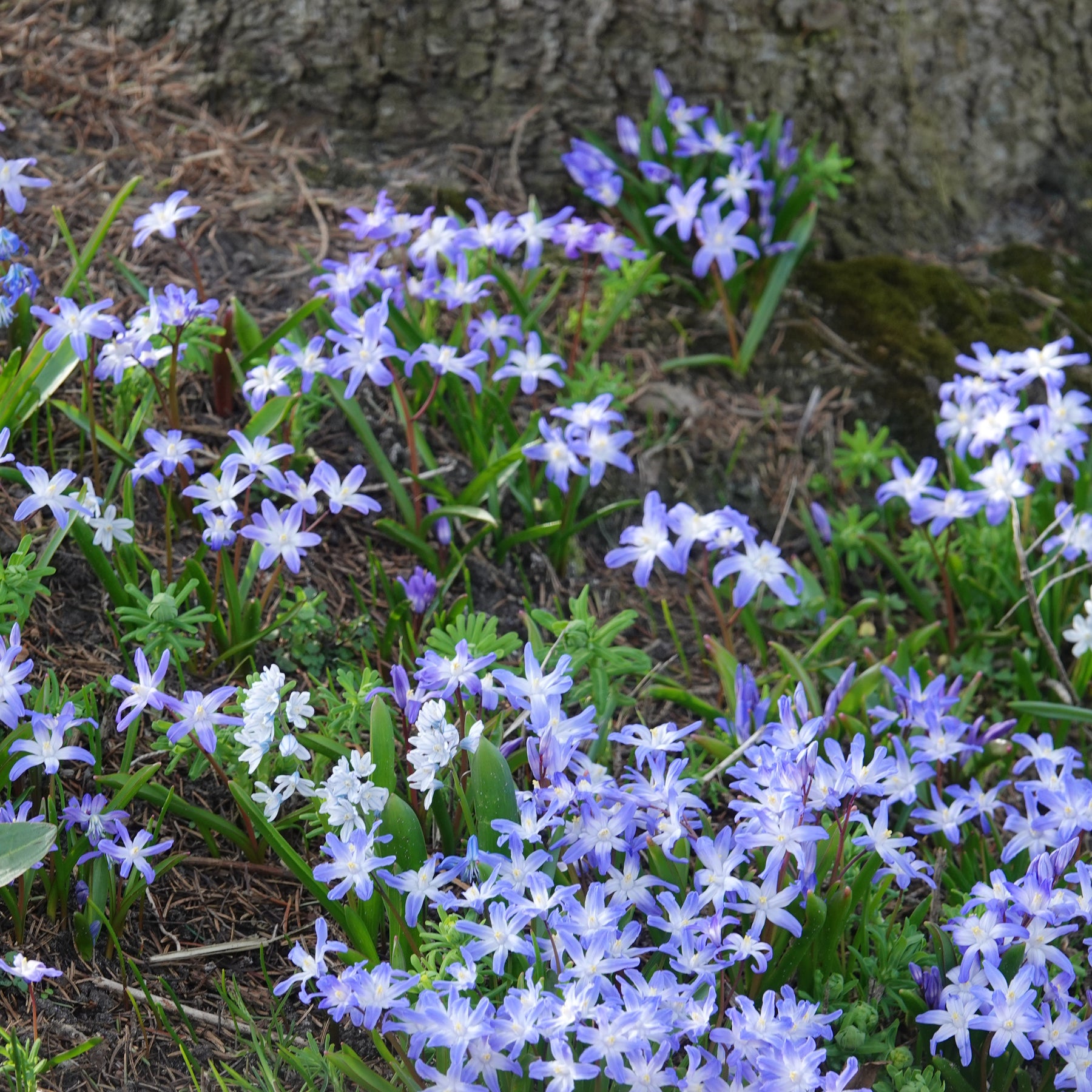 20 Gloire des Neiges 'Forbesii' - Chionodoxa 'forbesii' - Bulbes à fleurs