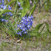 20 Gloire des Neiges 'Luciliae' - Chionodoxa 'luciliae' - Plantes