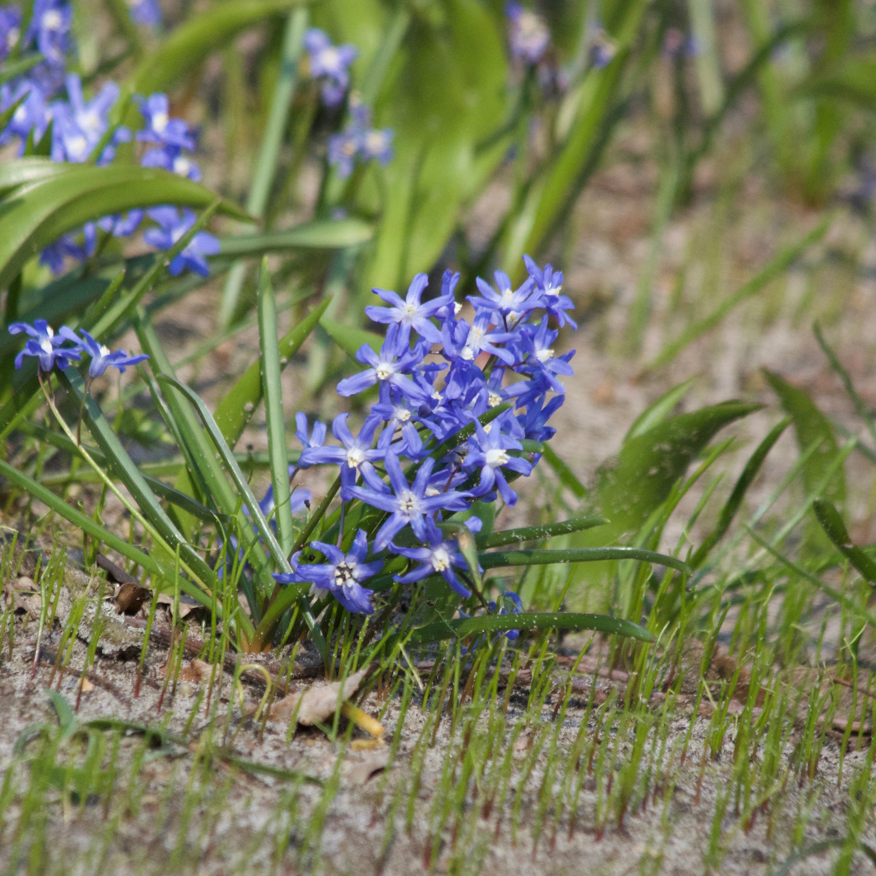 20 Gloire des Neiges 'Luciliae' - Chionodoxa 'luciliae' - Plantes