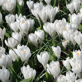 10 Crocus à grandes fleurs Jeanne d'Arc - Willemse