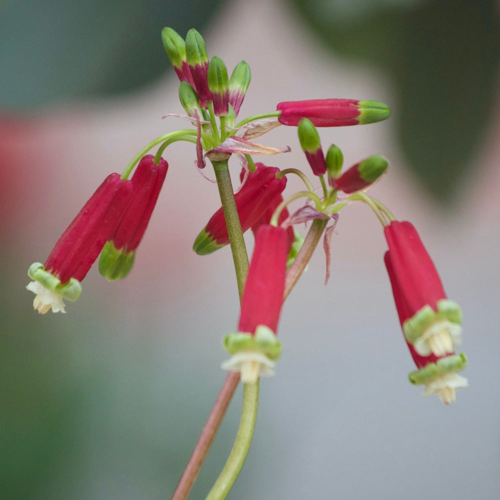 10 Clochettes sanguines - Dichelostemma 'ida-maia' - Plantes