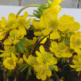 10 Helléborines - Eranthis hyemalis - Plantes