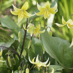 Erythrone Pagoda - Erythronium 'pagoda' - Plantes