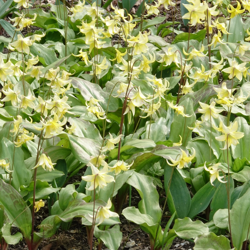 Erythrone Pagoda - Erythronium 'pagoda'