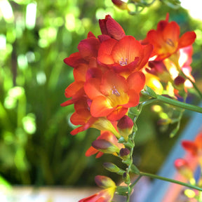 15 Freesia simple rouge - Freesia 'red' - Willemse