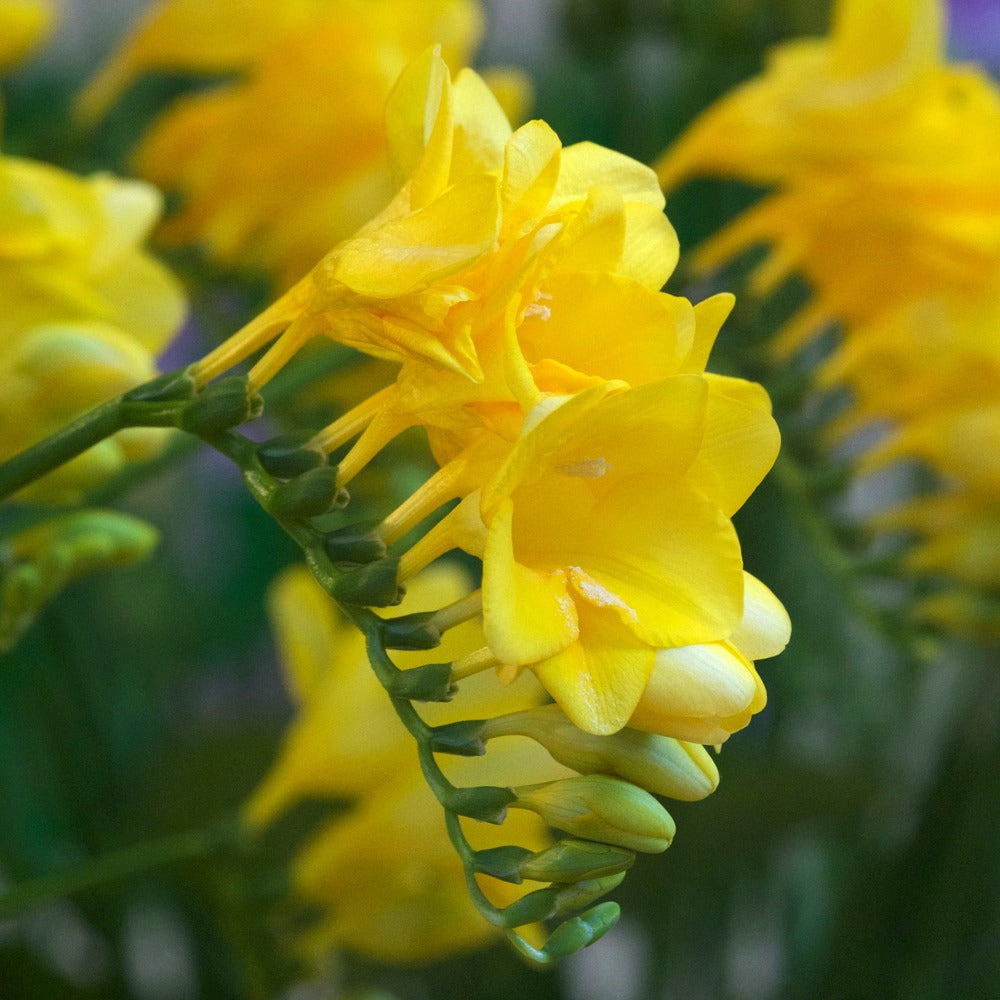 15 Freesia simple jaune - Willemse