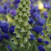 Fritillaire de Perse Ivory Bells - Fritillaria persica 'ivory bells' - Plantes