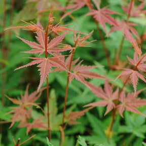 Erable du Japon Phoenix - Acer palmatum phoenix - Plantes