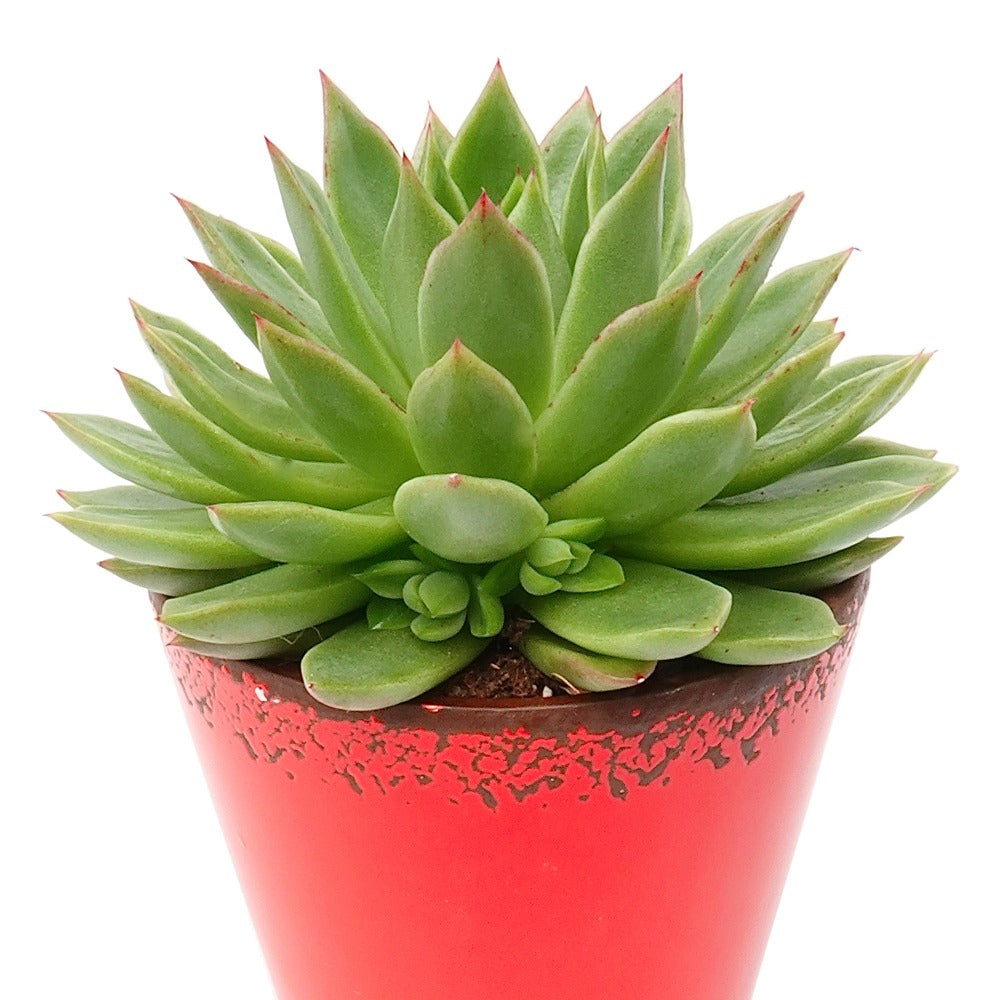 Echeveria agavoides - Willemse