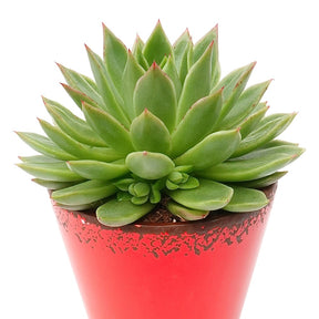 Echeveria agavoides - Willemse