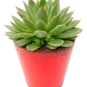 Echeveria agavoides - Echeveria agavoides - Plantes d'intérieur