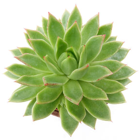 Echeveria agavoides - Echeveria agavoides - Willemse