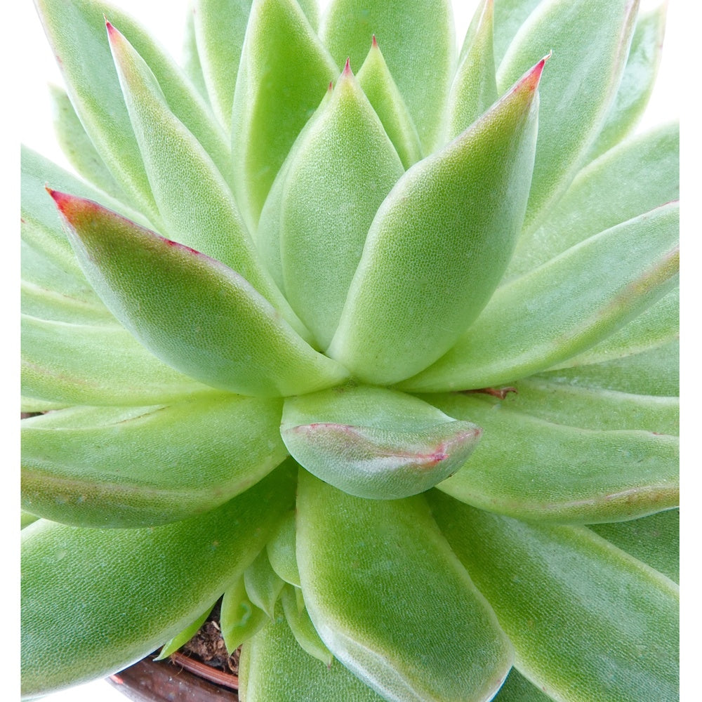 Echeveria agavoides - Echeveria agavoides - Echeveria