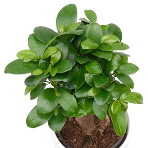 Ficus bonsaï ginseng