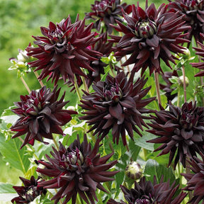 3 Dahlias cactus presque noir Tamburo - Dahlia tamburo