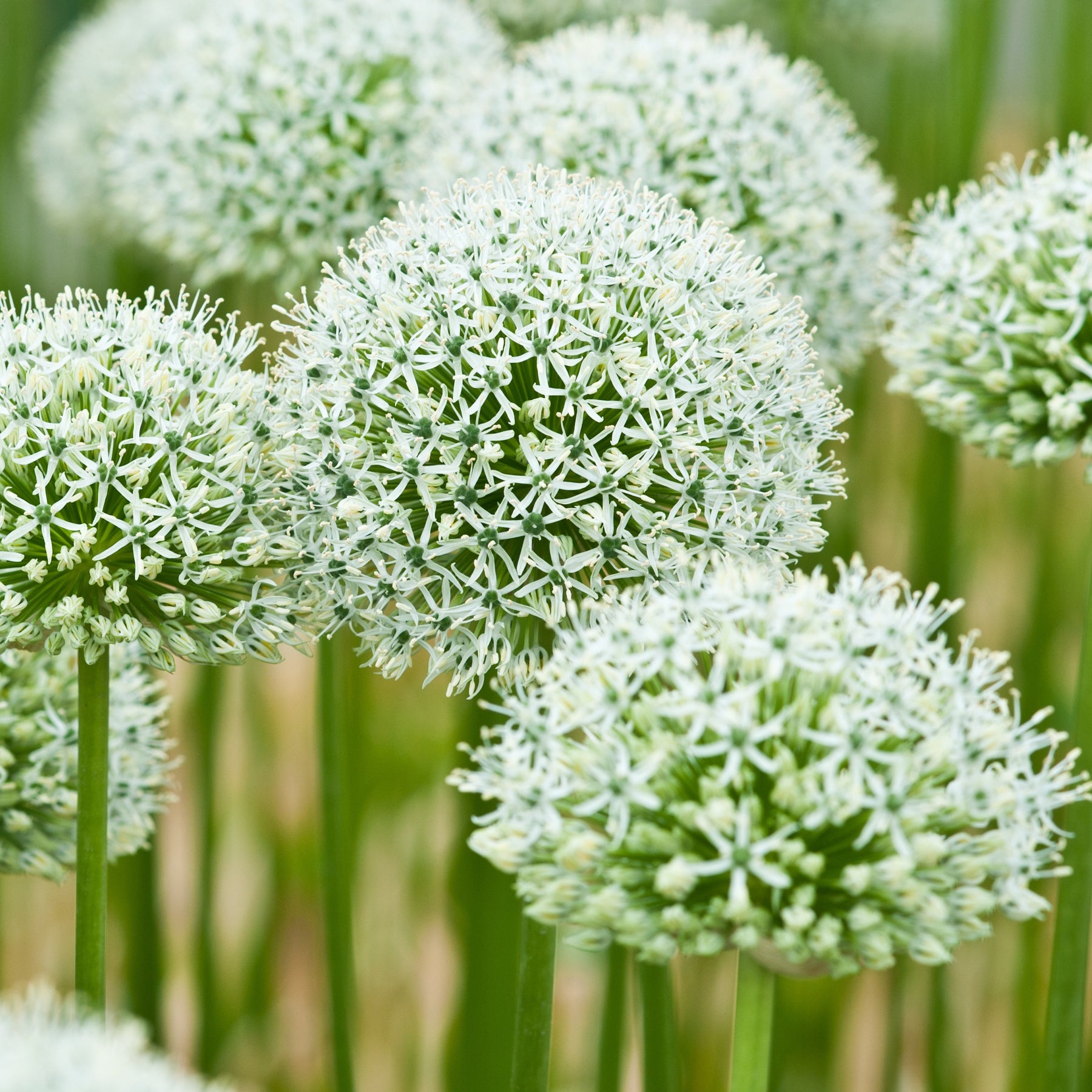 2 Alliums Mount Everest  - Willemse