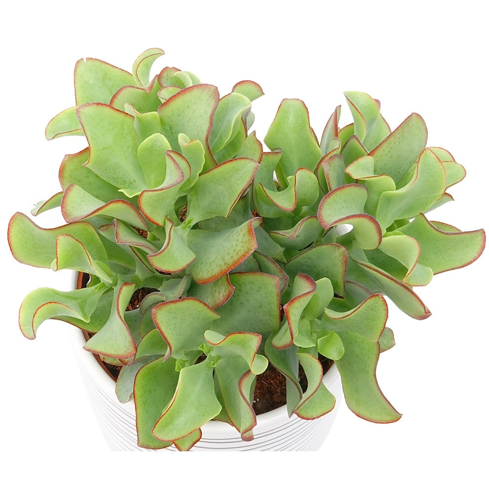 Crassula Arb. Curly Green - Crassula Arborescens 'Curly Green' - Crassula