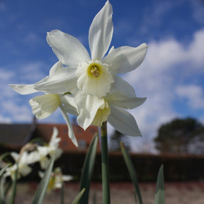 5 Narcisses Thalia - Willemse