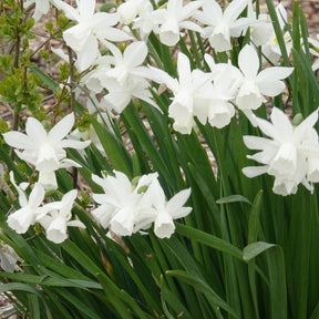 5 Narcisses Thalia - Narcissus 'thalia' - Willemse