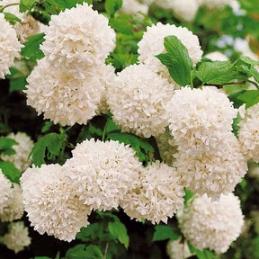 Viorne Boule de neige - Viburnum opulus roseum - Arbustes