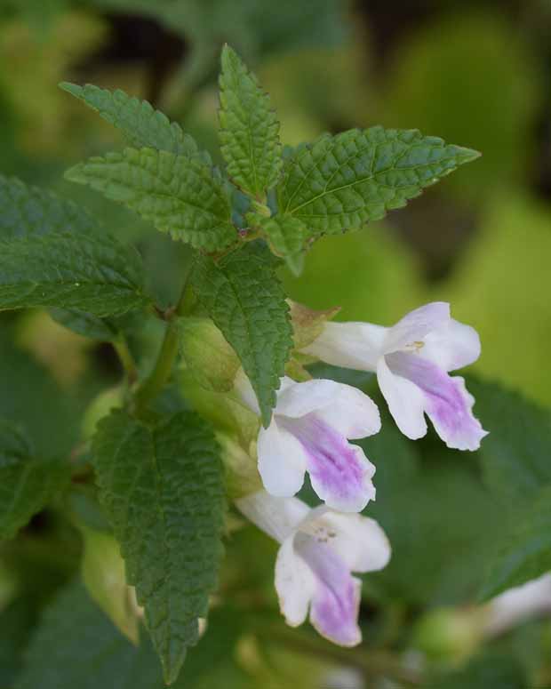 Mélisse sauvage Mélitte à feuilles de mélisse - Melittis melissophyllum alba - Plantes