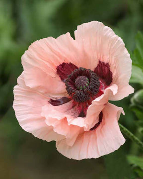 Pavot d'Orient Mrs Perry - Papaver orientale mrs perry - Plantes