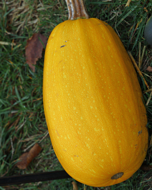 3 Plants de Courge Spaghetti - 1