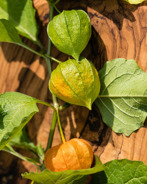 3 Plants de Coqueret du Pérou - 1