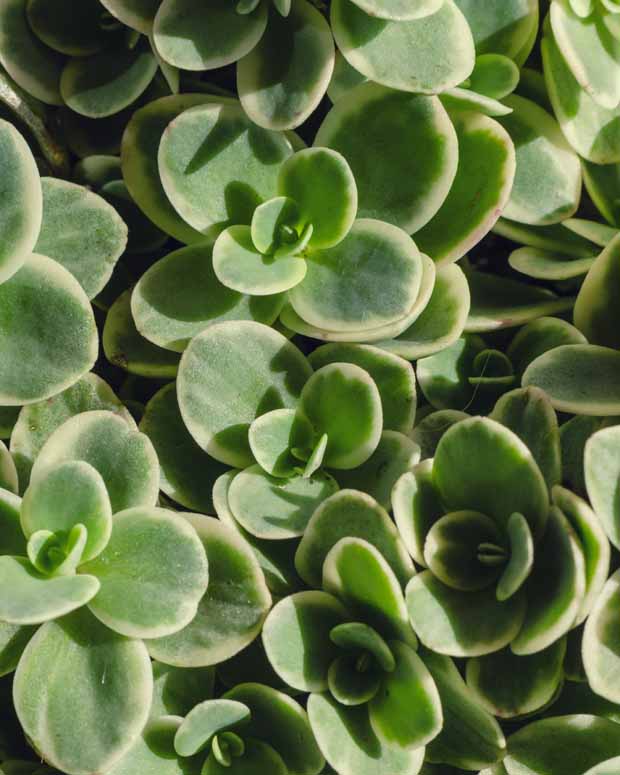 Sédum vert - Sedum sunsparkler lime zinger - Plantes