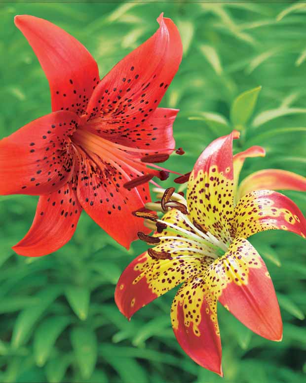 Collection 6 lis (3 La vie en en rouge + 3 Fusion) - Lilium red life , fusion - Plantes