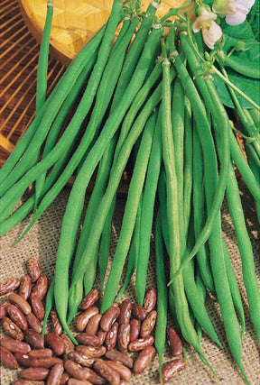 Haricot nain Fin de Bagnols - Phaseolus vulgaris fin de bagnols - Graines de fruits et légumes