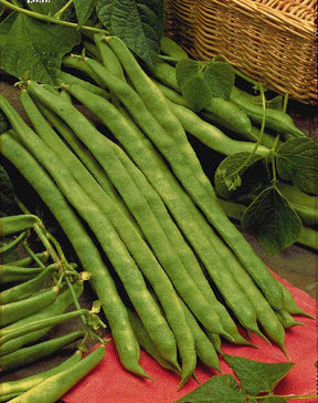 Haricot à rames Phénomène - Phaseolus vulgaris - Potager