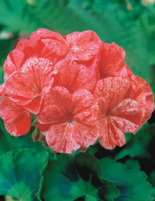 Géranium zonal Raspberry Ripple F1 - Pelargonium zonal raspberry ripple f1 - Potager