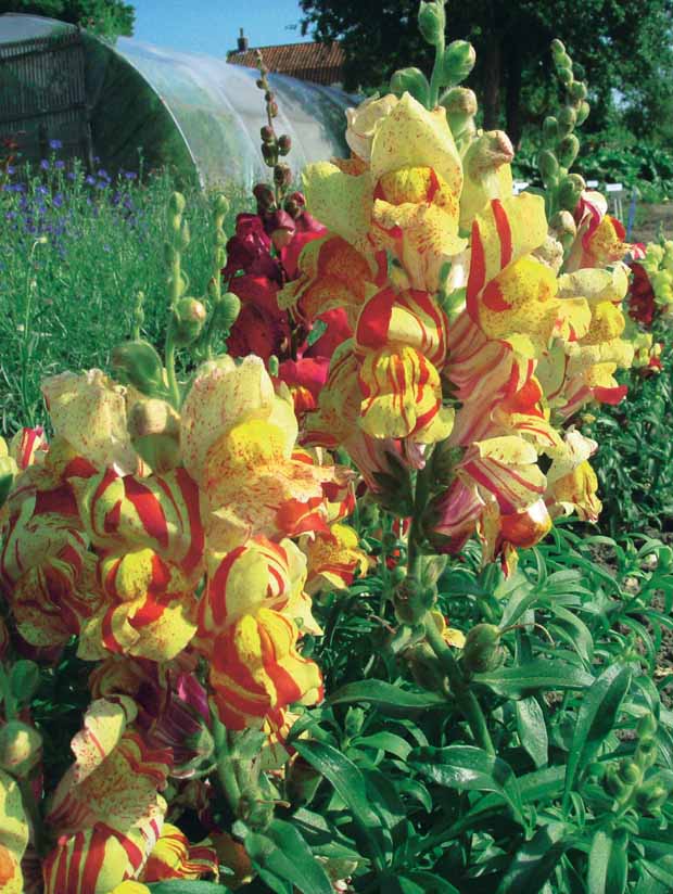 Gueules de loup Torbay Rock - Antirrhinum majus nanum torbay rock - Potager