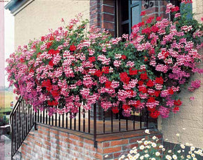 Pelargonium peltatum