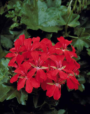 6 Géraniums-lierre rouges - Pelargonium peltatum