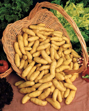 Pomme de terre Ratte (1,5 kg) - Solanum tuberosum  ratte - Potager