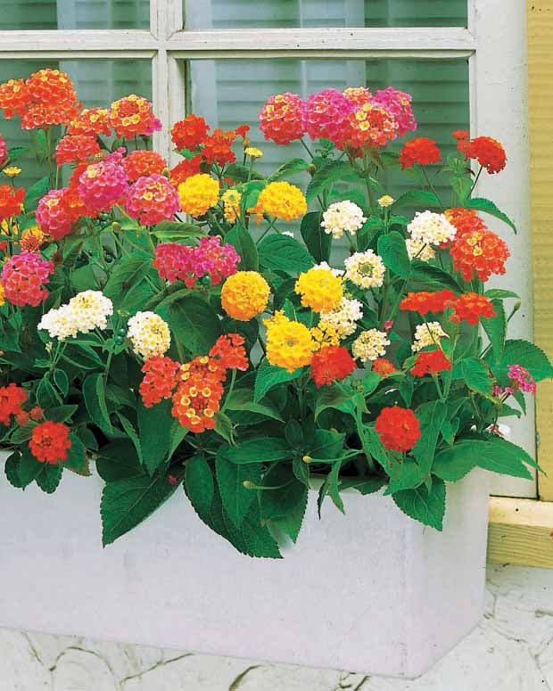 6 Lantanas en mélange - Lantanas camara - Plantes