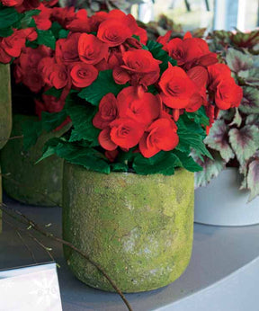 Bégonia d'intérieur rouge - Begonia berseba rouge - Plantes