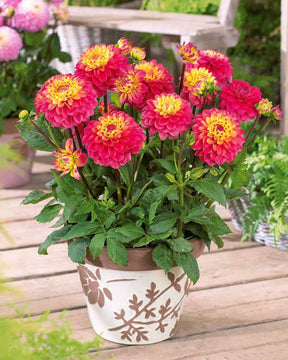 3 Dahlias nains Princesse Gracia - Dahlia princesse gracia - Plantes