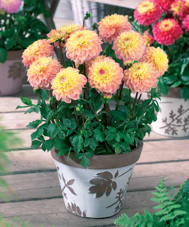 3 Dahlias nains Princesse Elizabeth - Dahlia princesse elizabeth - Plantes