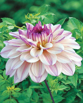 3 Dahlias décoratifs Flashback - Dahlia flashback - Plantes