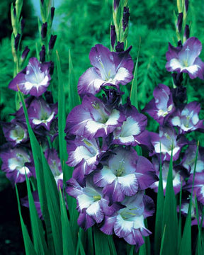 Collection 50 Glaïeuls assortis - Gladiolus 'nori', 'green star', 'manteca', after s - Glaïeul