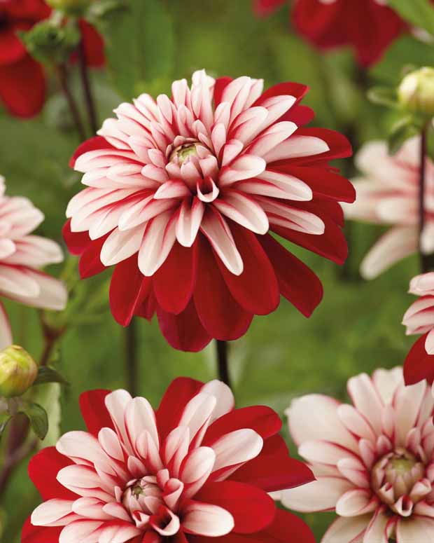 3 Dahlias Pacific Time - Dahlia pacific time - Plantes