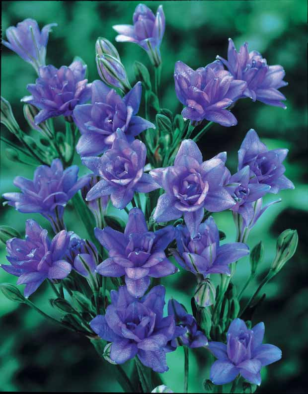 15 Tritéléias Bleu Royal - Triteleia laxa royal blue - Plantes